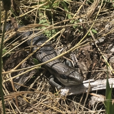 Tiliqua scincoides scincoides (Eastern Blue-tongue) at Red Hill to Yarralumla Creek - 15 Nov 2022 by Tapirlord