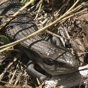 Tiliqua scincoides scincoides at Garran, ACT - 15 Nov 2022