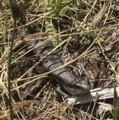 Tiliqua scincoides scincoides at Garran, ACT - 15 Nov 2022