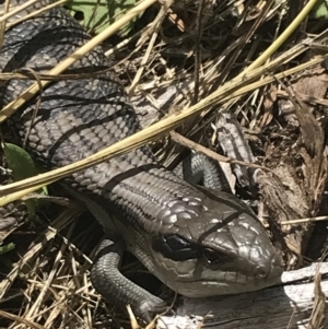 Tiliqua scincoides scincoides at Garran, ACT - 15 Nov 2022