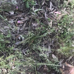 Rytidosperma auriculatum (Lobed Wallaby Grass) at Red Hill to Yarralumla Creek - 15 Nov 2022 by Tapirlord