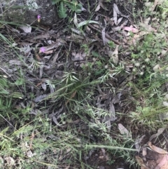 Rytidosperma auriculatum (Lobed Wallaby Grass) at Hughes Garran Woodland - 15 Nov 2022 by Tapirlord