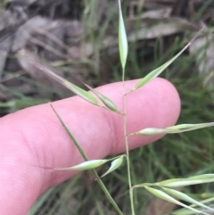 Rytidosperma auriculatum at Hughes, ACT - 15 Nov 2022 01:32 PM