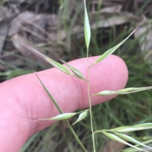 Rytidosperma auriculatum at Hughes, ACT - 15 Nov 2022 01:32 PM