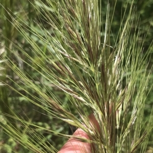 Austrostipa densiflora at Red Hill, ACT - 15 Nov 2022 01:11 PM