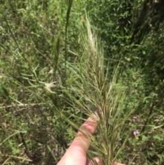 Austrostipa densiflora at Red Hill, ACT - 15 Nov 2022
