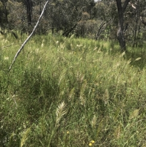 Austrostipa densiflora at Red Hill, ACT - 15 Nov 2022