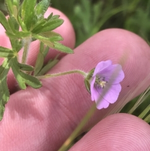 Geranium solanderi var. solanderi at Red Hill, ACT - 15 Nov 2022