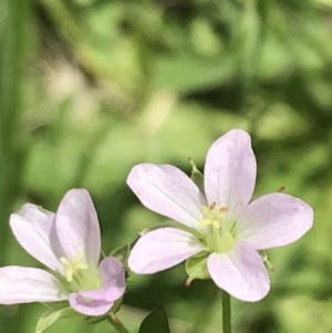 Geranium sp. Pleated sepals (D.E.Albrecht 4707) Vic. Herbarium at Deakin, ACT - 15 Nov 2022 01:04 PM