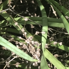 Lomandra multiflora (Many-flowered Matrush) at Red Hill Nature Reserve - 15 Nov 2022 by Tapirlord