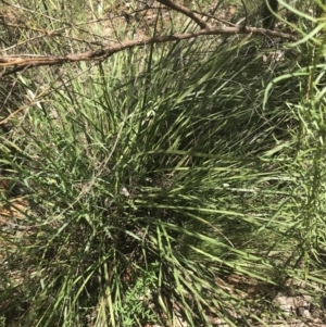 Lomandra multiflora at Deakin, ACT - 15 Nov 2022