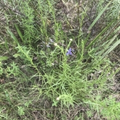 Rutidosis leptorhynchoides (Button Wrinklewort) at Deakin, ACT - 15 Nov 2022 by Tapirlord