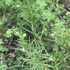 Rutidosis leptorhynchoides at Deakin, ACT - 15 Nov 2022