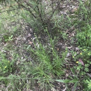 Rutidosis leptorhynchoides at Deakin, ACT - 15 Nov 2022