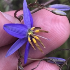 Dianella revoluta var. revoluta (Black-Anther Flax Lily) at Red Hill Nature Reserve - 15 Nov 2022 by Tapirlord