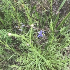 Dianella revoluta var. revoluta at Deakin, ACT - 15 Nov 2022