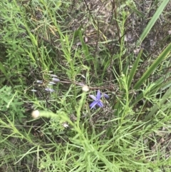 Dianella revoluta var. revoluta at Deakin, ACT - 15 Nov 2022