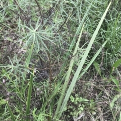 Dianella revoluta var. revoluta at Deakin, ACT - 15 Nov 2022