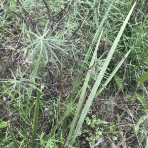 Dianella revoluta var. revoluta at Deakin, ACT - 15 Nov 2022