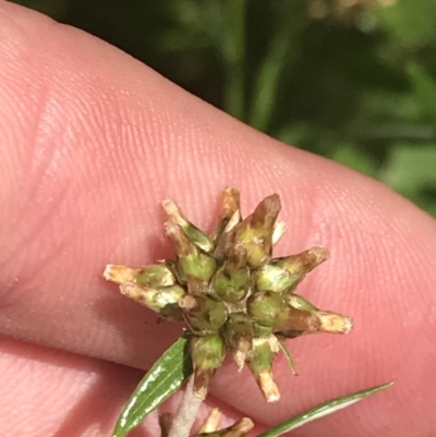 Euchiton japonicus (Creeping Cudweed) at Red Hill Nature Reserve - 15 Nov 2022 by Tapirlord