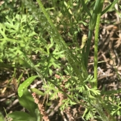 Daucus glochidiatus (Australian Carrot) at Deakin, ACT - 15 Nov 2022 by Tapirlord
