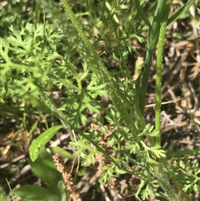 Daucus glochidiatus (Australian Carrot) at Deakin, ACT - 15 Nov 2022 by Tapirlord