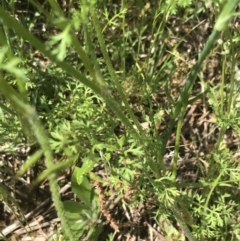 Daucus glochidiatus at Deakin, ACT - 15 Nov 2022