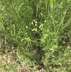 Daucus glochidiatus at Deakin, ACT - 15 Nov 2022