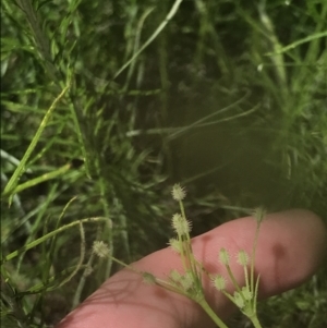 Daucus glochidiatus at Deakin, ACT - 15 Nov 2022