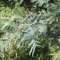 Acacia dealbata subsp. dealbata (Silver Wattle) at Red Hill Nature Reserve - 15 Nov 2022 by Tapirlord