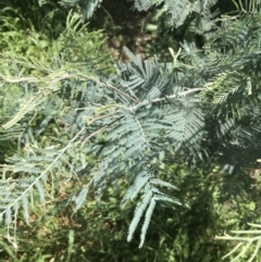 Acacia dealbata subsp. dealbata (Silver Wattle) at Deakin, ACT - 15 Nov 2022 by Tapirlord