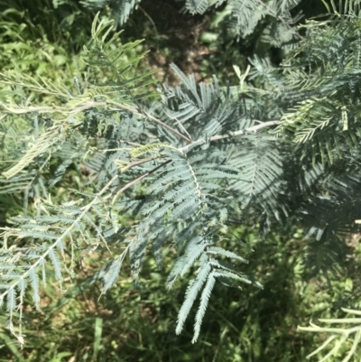 Acacia dealbata subsp. dealbata (Silver Wattle) at Red Hill Nature Reserve - 15 Nov 2022 by Tapirlord