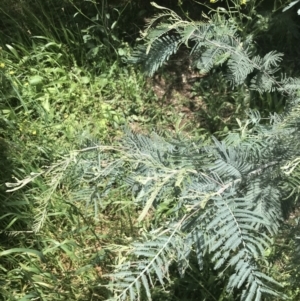 Acacia dealbata subsp. dealbata at Deakin, ACT - 15 Nov 2022