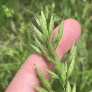 Bromus hordeaceus at Deakin, ACT - 15 Nov 2022