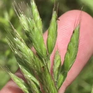 Bromus hordeaceus at Deakin, ACT - 15 Nov 2022