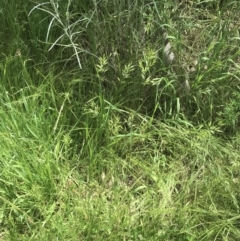 Bromus hordeaceus at Deakin, ACT - 15 Nov 2022