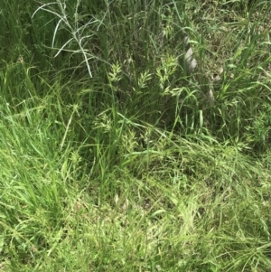 Bromus hordeaceus at Deakin, ACT - 15 Nov 2022