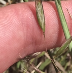 Rytidosperma auriculatum (Lobed Wallaby Grass) at GG120 - 15 Nov 2022 by Tapirlord