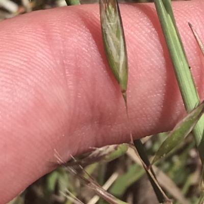 Rytidosperma auriculatum (Lobed Wallaby Grass) at Red Hill Nature Reserve - 15 Nov 2022 by Tapirlord