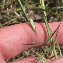 Rytidosperma auriculatum at Deakin, ACT - 15 Nov 2022