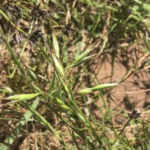 Rytidosperma auriculatum at Deakin, ACT - 15 Nov 2022