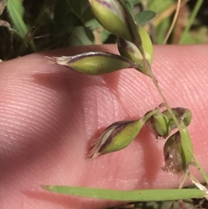 Rytidosperma carphoides at Hughes, ACT - 15 Nov 2022