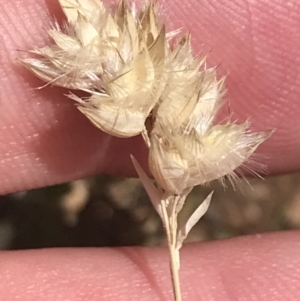 Rytidosperma carphoides at Hughes, ACT - 15 Nov 2022