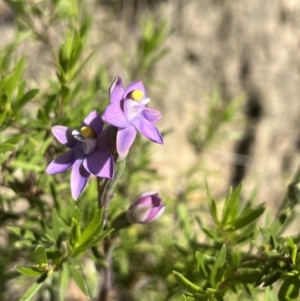 Thelymitra sp. at Paddys River, ACT - suppressed