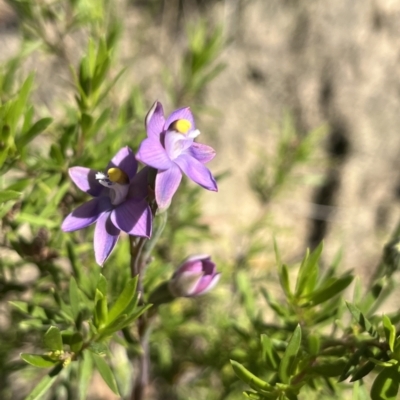 Thelymitra (Genus) (Sun Orchid) at Paddys River, ACT - 4 Dec 2022 by dgb900
