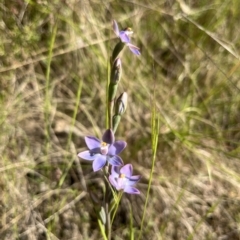 Thelymitra sp. (A Sun Orchid) at Tidbinbilla Nature Reserve - 3 Dec 2022 by dgb900