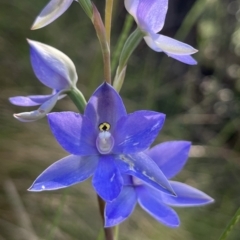 Thelymitra sp. (nuda complex) (Sun Orchid) at Paddys River, ACT - 3 Dec 2022 by dgb900
