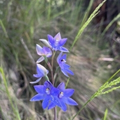 Thelymitra sp. (nuda complex) at Paddys River, ACT - 4 Dec 2022