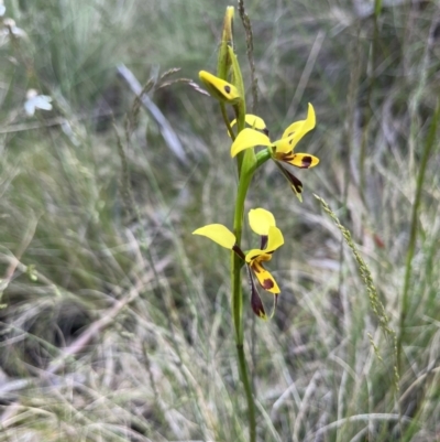 Diuris sulphurea (Tiger Orchid) at Cotter River, ACT - 4 Dec 2022 by dgb900