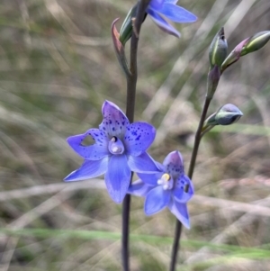 Thelymitra simulata at Cotter River, ACT - 4 Dec 2022